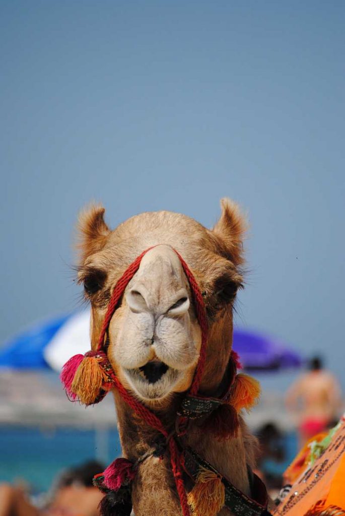 camel